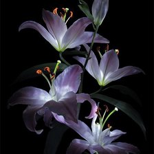 Схема вышивки «ночная лилия1/2»