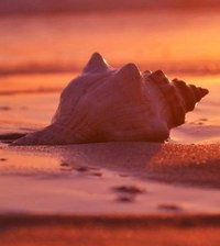 Схема вышивки «ракушка»