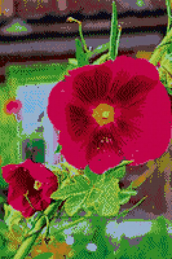 Мальва - цветы - предпросмотр