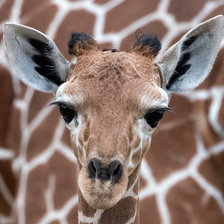 Схема вышивки «Жираф»