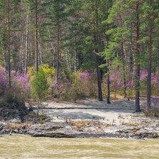 Схема вышивки «цветение маральника»