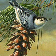 Схема вышивки «Серия "Пернатые"»