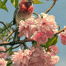 Схема вышивки «Серия "Пернатые"»