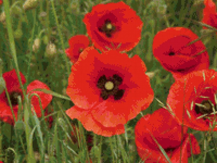 маки - предпросмотр