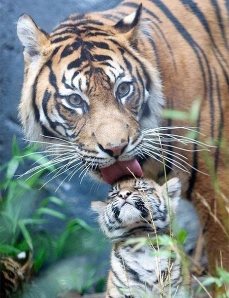 Материнская любовь - животные - оригинал