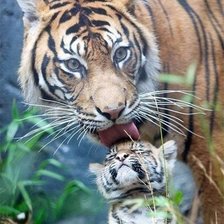 Схема вышивки «Материнская любовь»