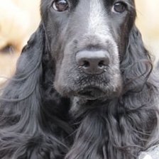 Схема вышивки «молли»