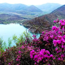 Схема вышивки «Багульник водохранилище»