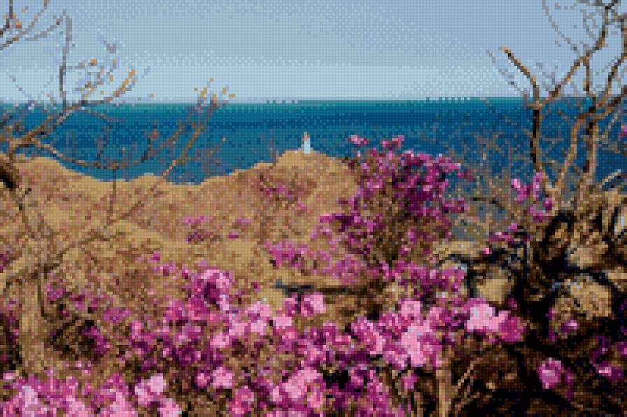 Багульник на море - предпросмотр