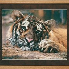 Схема вышивки «Тигрёнок»