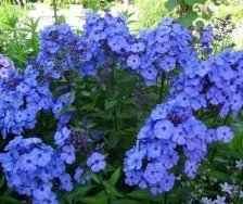 Схема вышивки «фиалки»