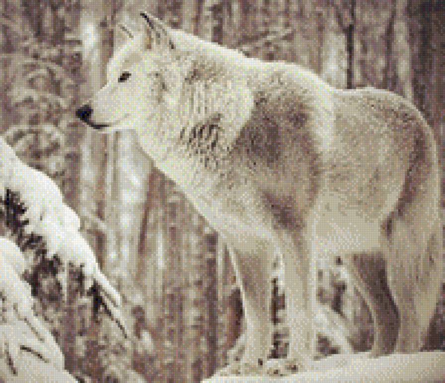 Волк - предпросмотр