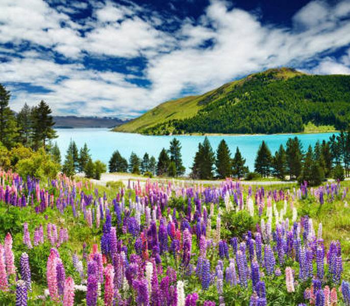 пейзаж - красивая природа, цветы, озеро, горы - оригинал