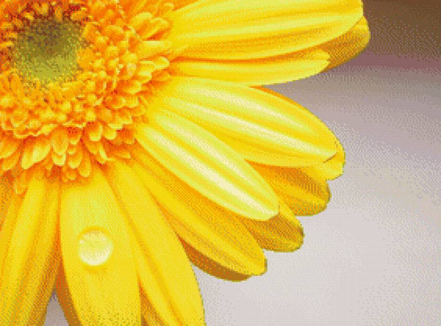 Цвет позитива. Желтый. - радость, позитив, желтый, цветок - предпросмотр