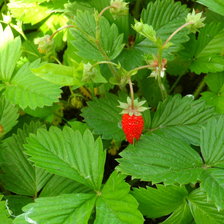 Схема вышивки «земляника»