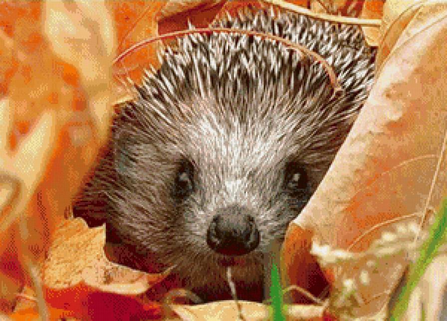 Ежик - ежик, животные, осень - предпросмотр