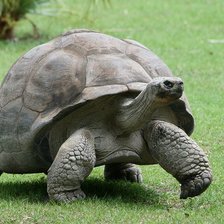 Схема вышивки «черепашка»