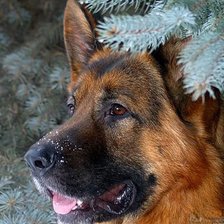 Немец, Гамма