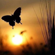 Схема вышивки «Бабочка»