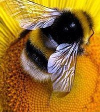 Схема вышивки «Шмель»