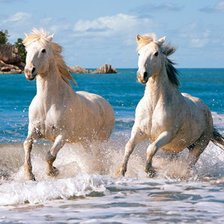 Схема вышивки «Пара белых коней»