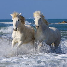 Схема вышивки «Пара белых коней»