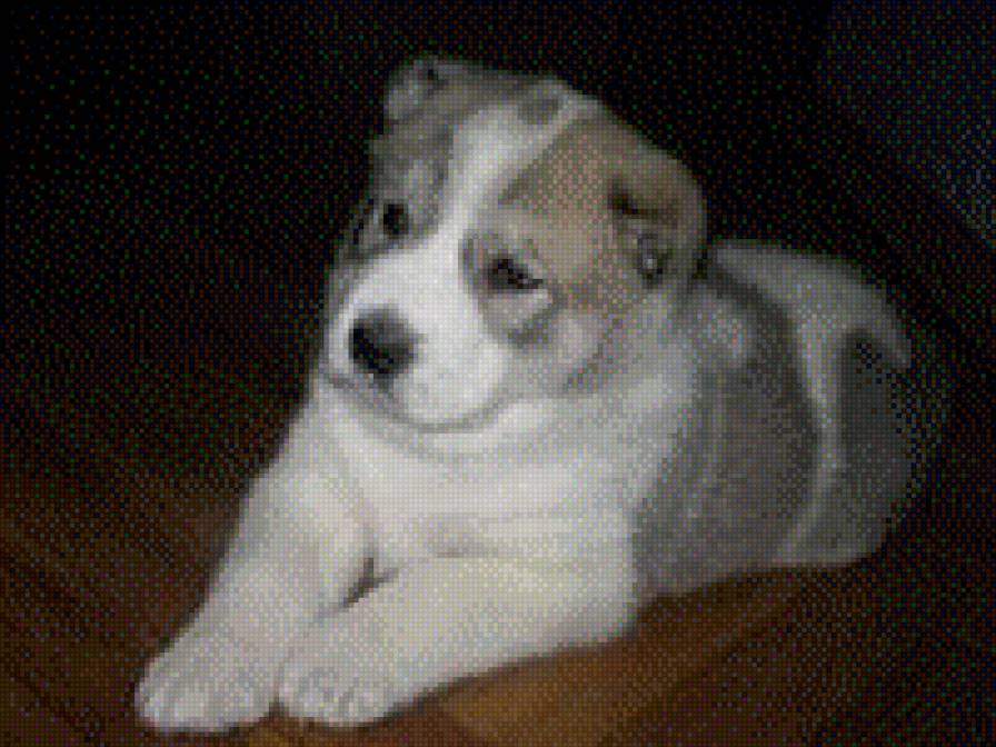 маленький алабайка - алабай - предпросмотр