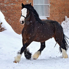 Схема вышивки «Шайр»