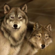 пара волков