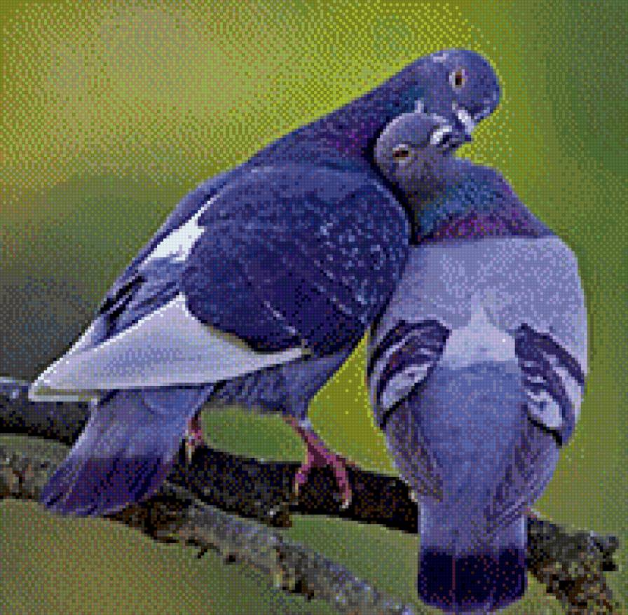 Любовь и Голуби - любовь, голуби - предпросмотр