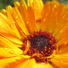 Схема вышивки «Цветок»