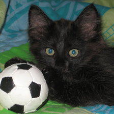 Схема вышивки «Котёнок»