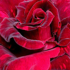 Схема вышивки «шикарная роза»