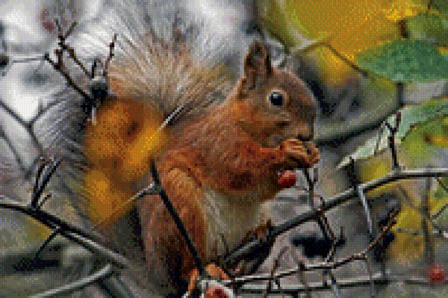 Белочка - осень, белка, осенний лес - предпросмотр