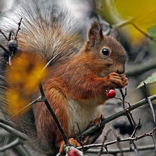 Схема вышивки «Белочка»