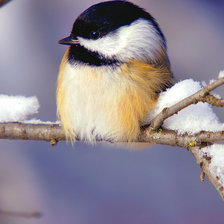 птичка на ветке