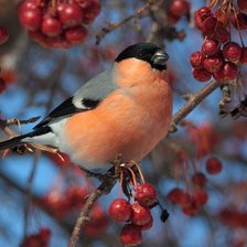 Схема вышивки «снегирь»
