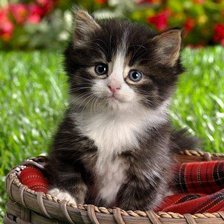 Схема вышивки «Котейка»