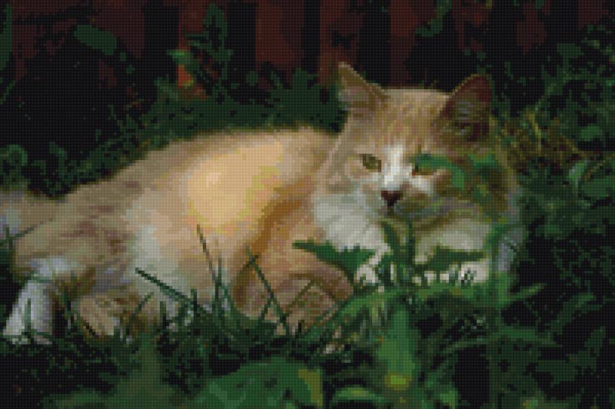 Маркизон - предпросмотр