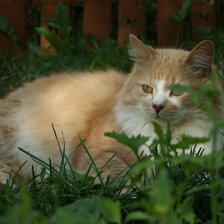 Схема вышивки «Маркизон»