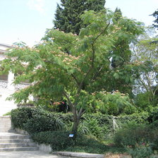 Схема вышивки «Альбиция»