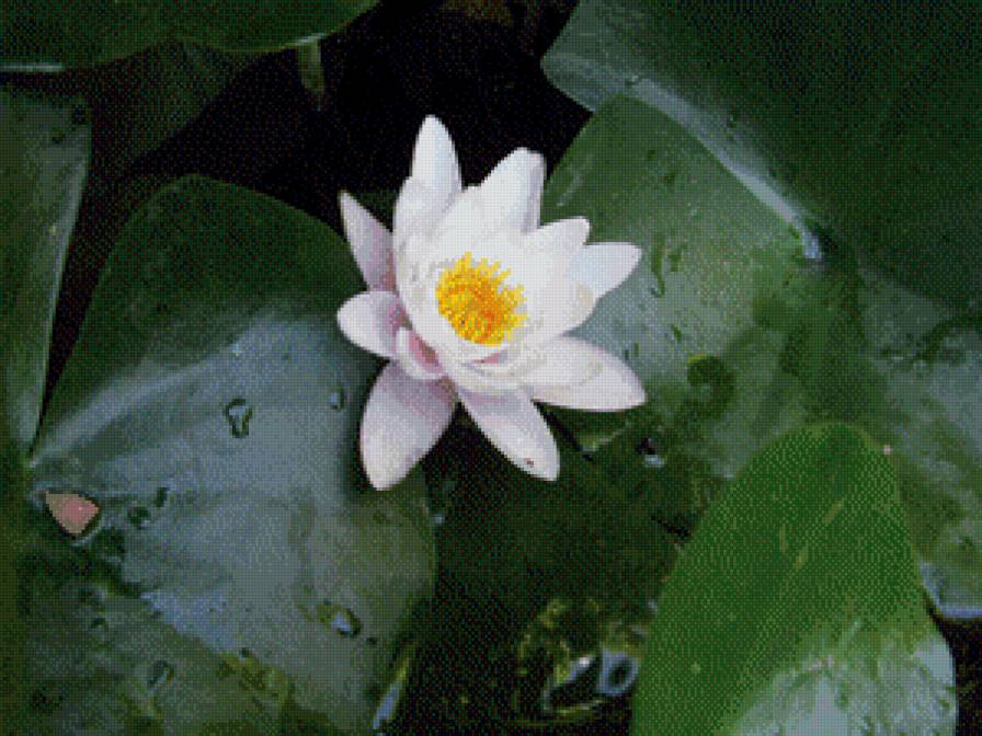 Лотос - лотос, цветок - предпросмотр