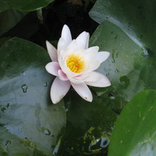 Схема вышивки «Лотос»