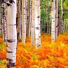 Схема вышивки «осень золотая»