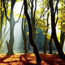 Схема вышивки «деревья»