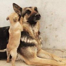 Схема вышивки «серия "собаки"»