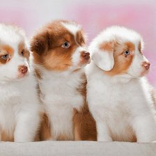 Схема вышивки «серия "собаки"»