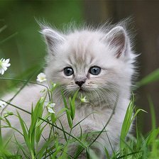 Схема вышивки «котёнок»