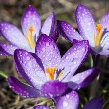 Схема вышивки «первоцвет»