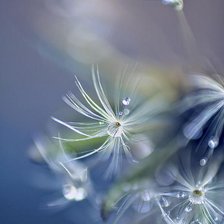 Схема вышивки «одуванчик»